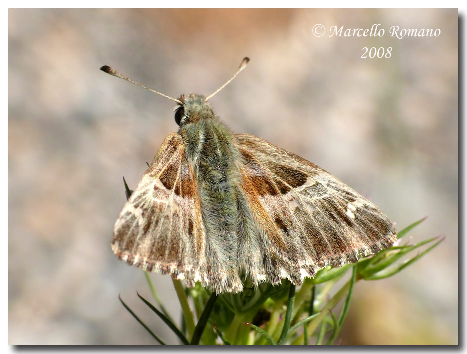 Insetti dalla Croazia: 12. Carcharodus flocciferus (Hesp.)